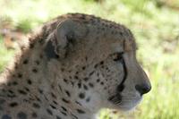 Cjp_2011_08_02_171034 (2).jpg